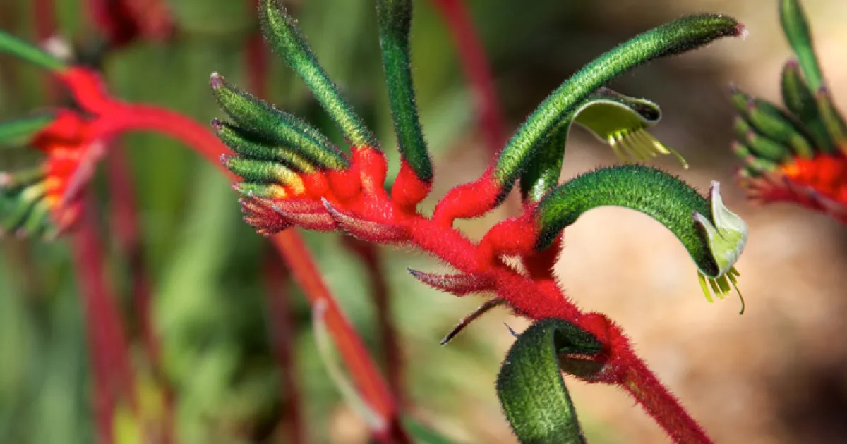 The Kangaroo Paw