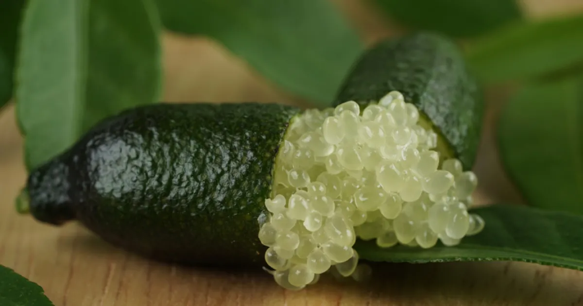 The Delicious Finger Lime Tree