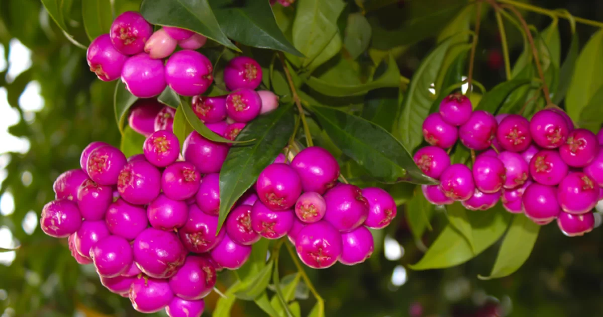 Incredible Benefits of Growing Lilly Pilly Trees