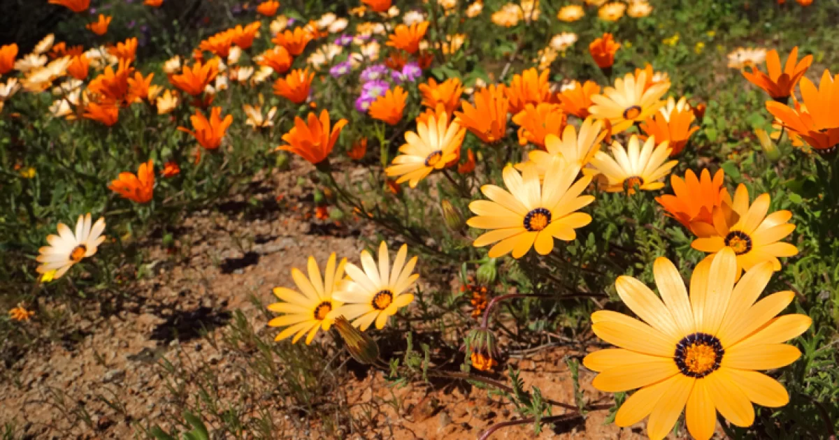 Discover Osteospermum: The Vibrant African Daisy