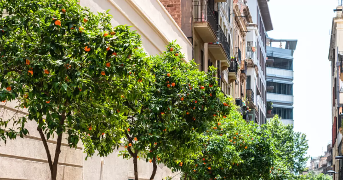The Sweet Scent of Spain's Orange Trees