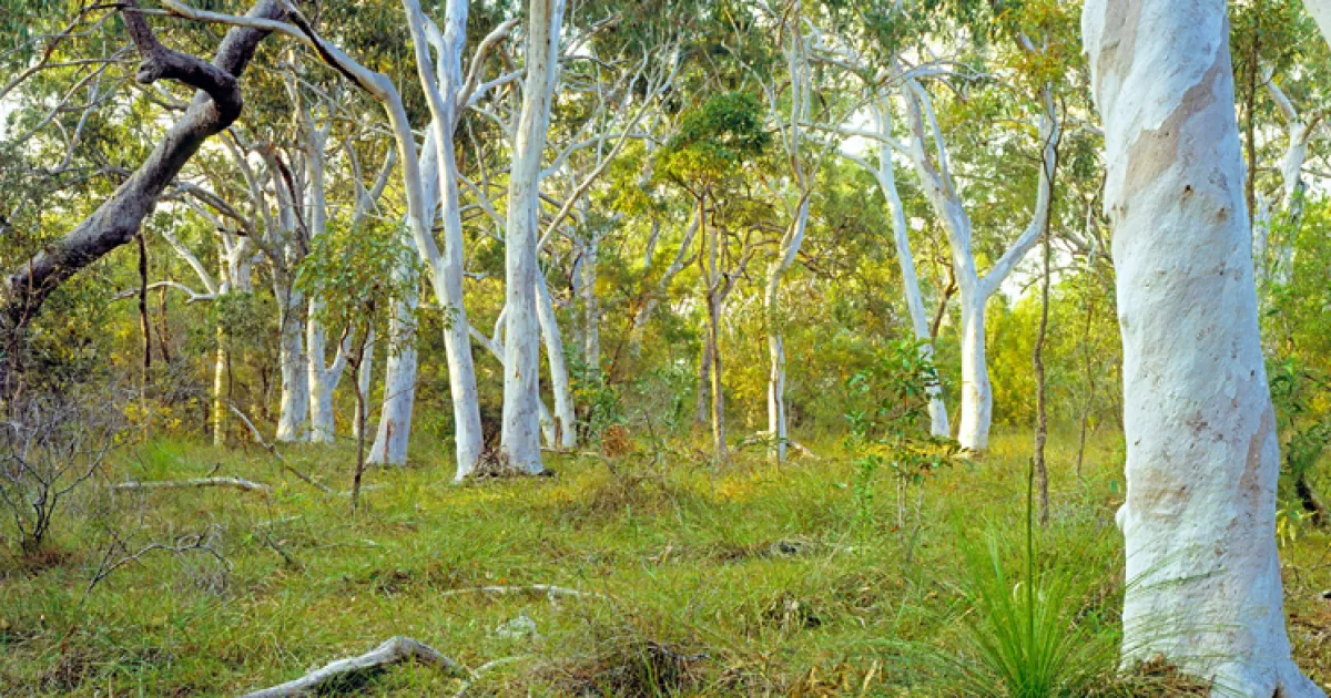 White Gum Tree