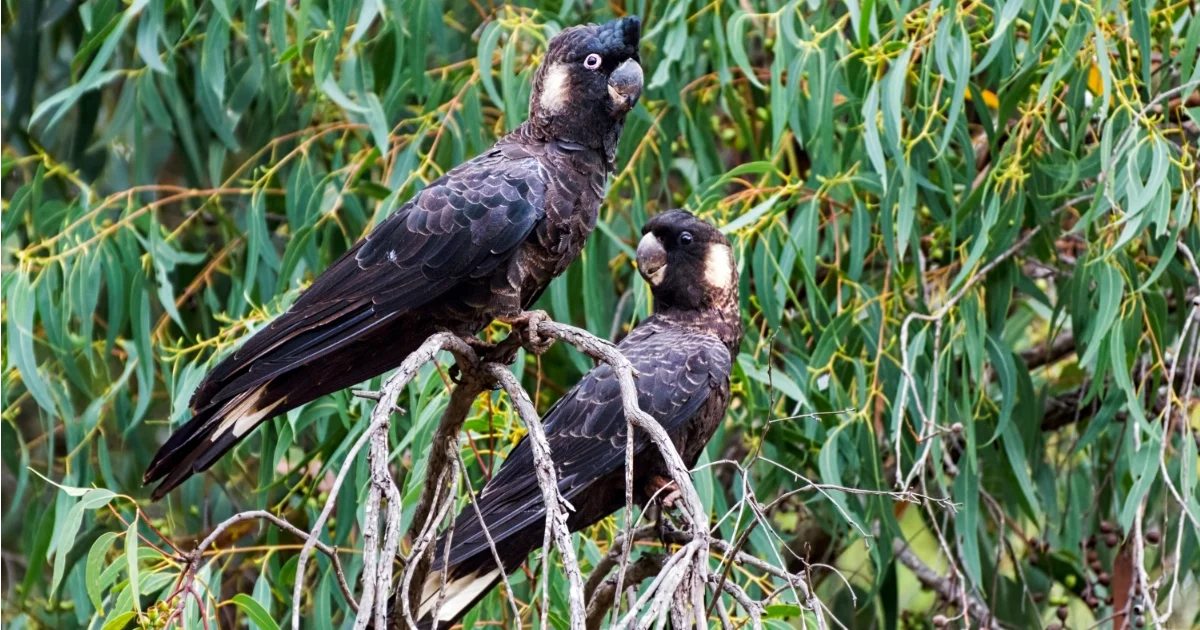 How Noise Pollution Affects Animal Behaviour